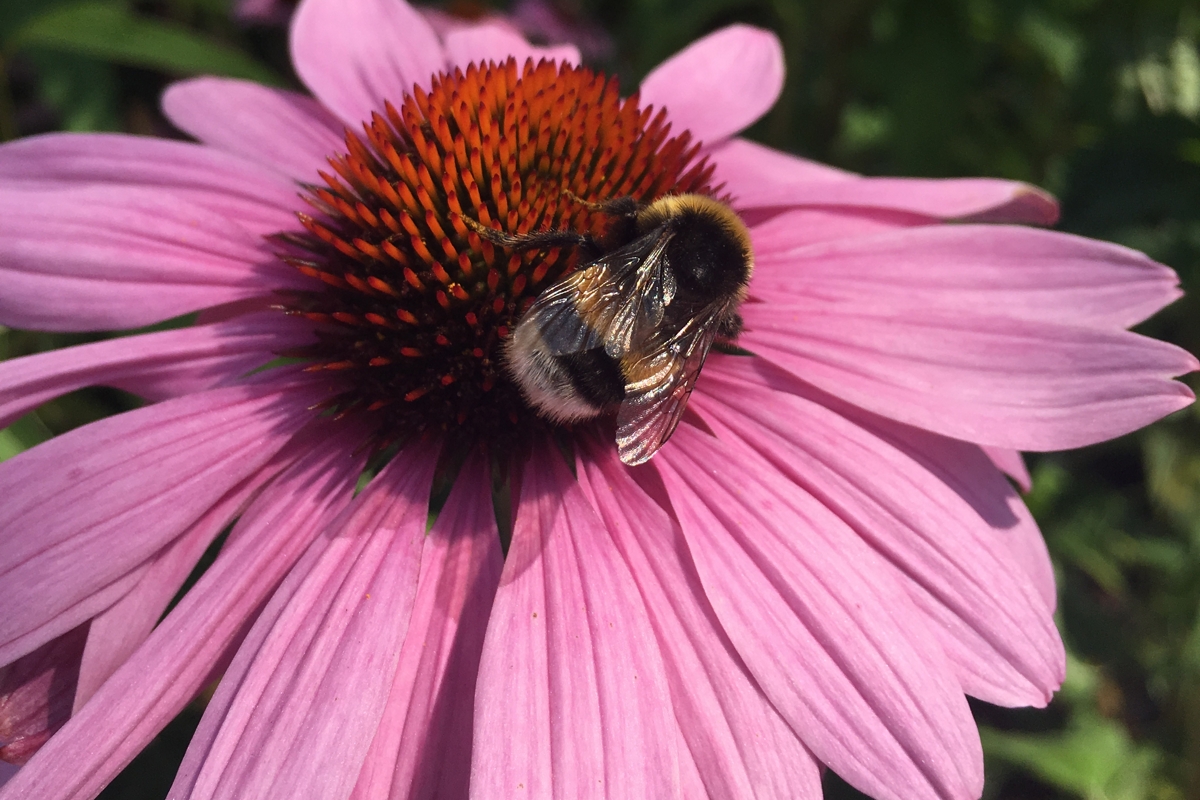 Blüte mit Biene